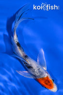 4.75" YAMATO NISHIKI BUTTERFLY