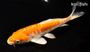 7" ARGOKE KIKUSUI