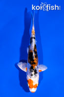 4" HEISEI NISHIKI