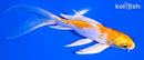 5.75" LEMON HARIWAKE BUTTERFLY
