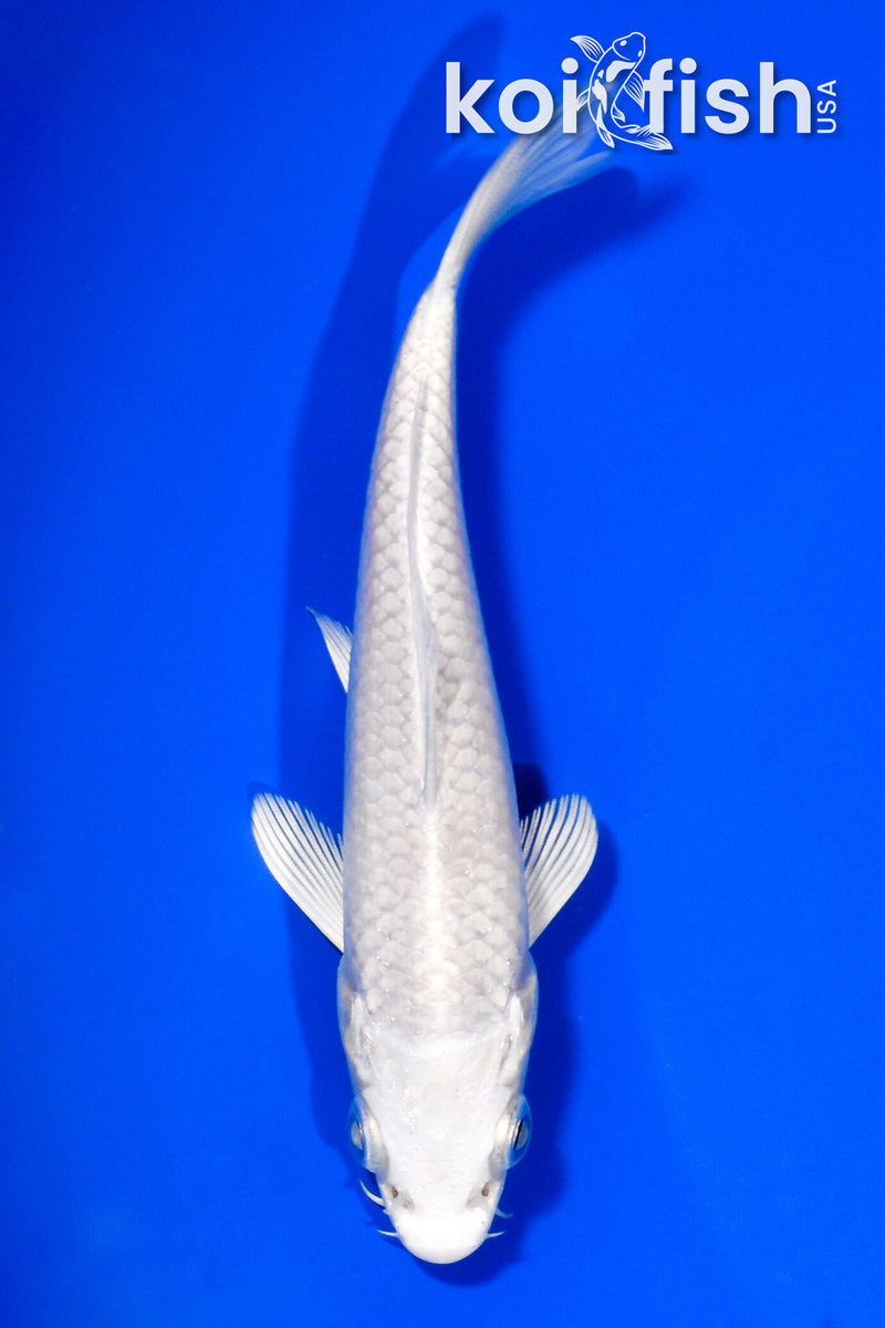 5" PLATINUM OGON