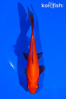 5.25" COMET GOLDFISH