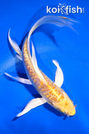 5.5" ARAGOKE YAMABUKI OGON BUTTERFLY