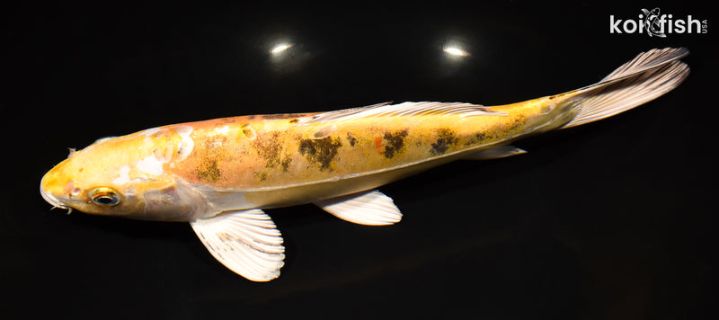 12" HEISEI NISHIKI