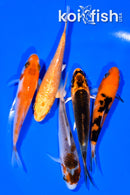 PACK OF (5) 3.75-4" MIXED STANDARD KOI