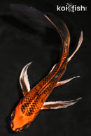 7.75" KUJAKU BUTTERFLY