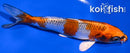 5.5" KUJAKU