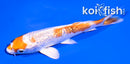 4" GINRIN HARIWAKE
