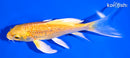 5.5" GINRIN YAMABUKI OGON BUTTERFLY