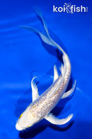 5" GINRIN HARIWAKE BUTTERFLY