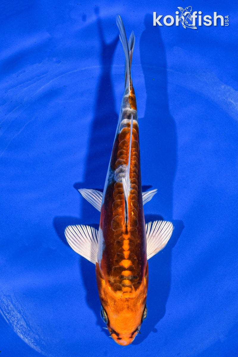 6" BENI KIKOKURYU