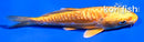 4.5" GINRIN DOITSU YAMABUKI OGON