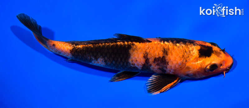 7.25" KIN HI USTURI