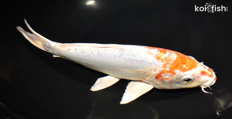 11" HEISEI NISHIKI
