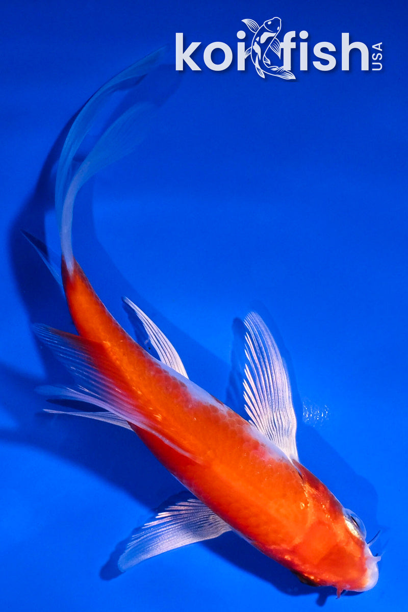 4.5" HARIWAKE BUTTERFLY