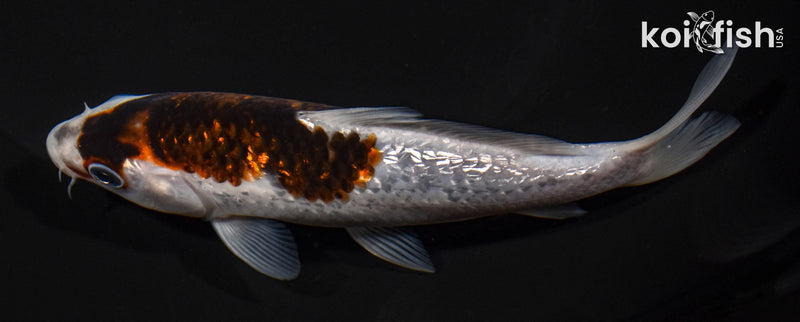 5.5" GINRIN GOROMO