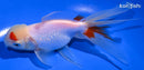 5" ORANDA GOLDFISH