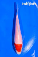 4.5" TANCHO KOHAKU
