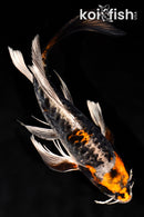 10.25" BENI KIKOKURYU BUTTERFLY