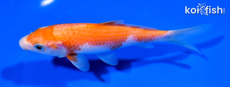 5.75" KOHAKU