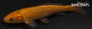 4.25" METALLIC CHAGOI