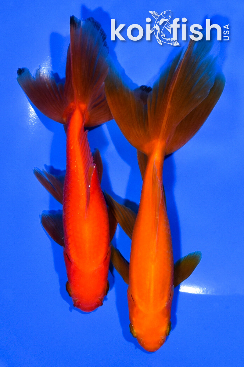 PACK OF (2) 5.25-5.75" WAKIN GOLDFISH
