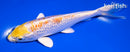 6" GINRIN LEMON HARIWAKE