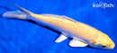 6" YAMABUKI OGON