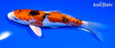 6" ARAGOKE HEISEI NISHIKI