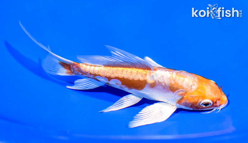 5" GINRIN ARAGOKE KIKUSUI BUTTERFLY