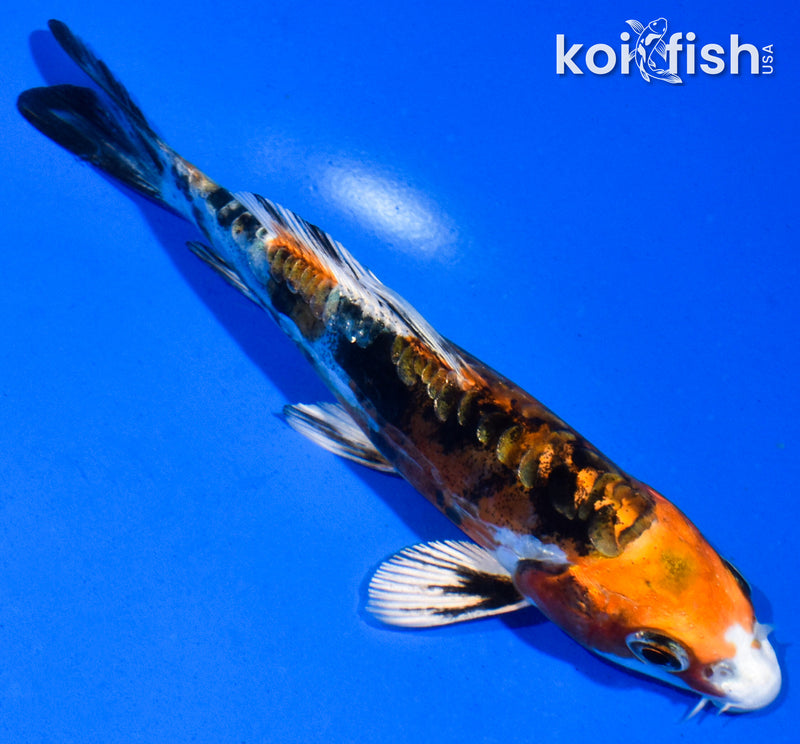 5" HEISEI NISHIKI