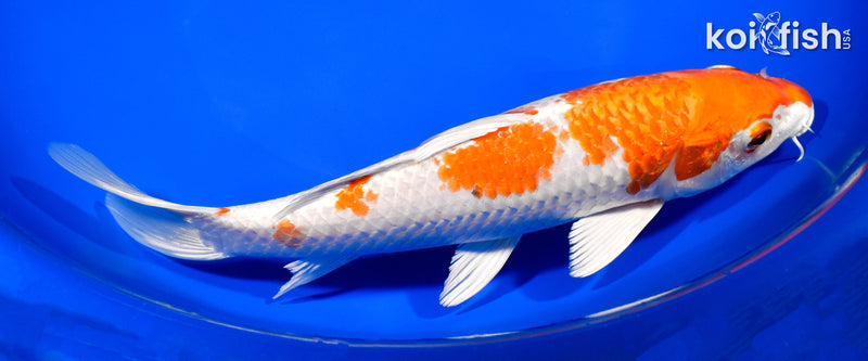 8.25" HARIWAKE