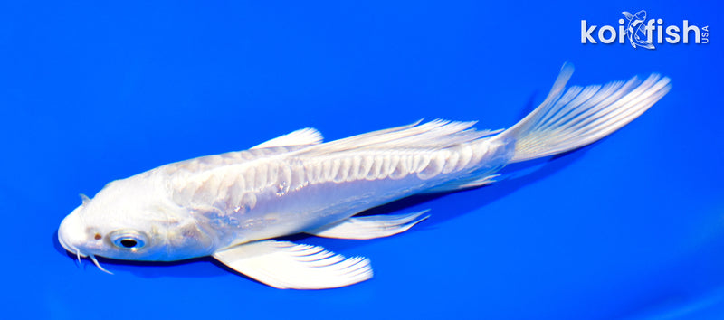 6" ARAGOKE PLATINUM OGON BUTTERFLY