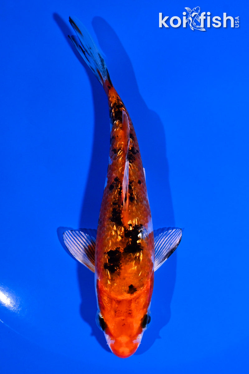 4.75" GINRIN YAMATO NISHIKI