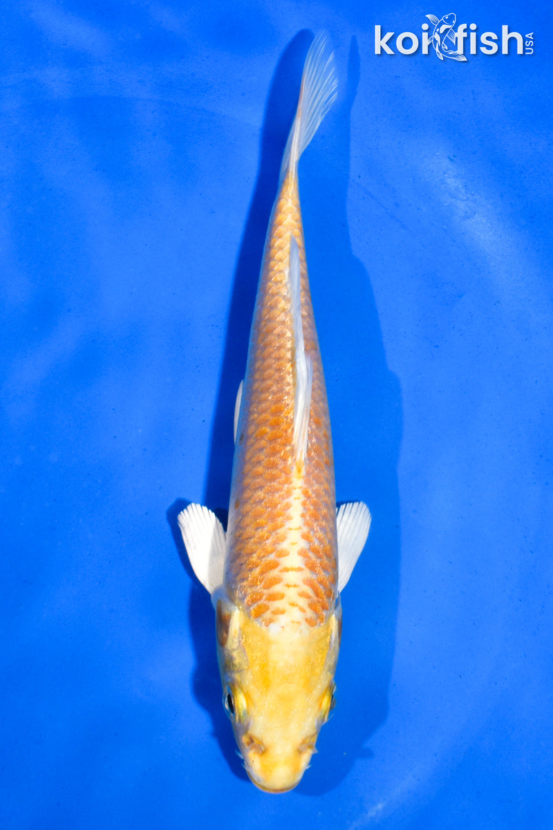 5.5" YAMABUKI OGON