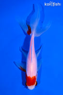 5.5" SARASA WATONAI GOLDFISH