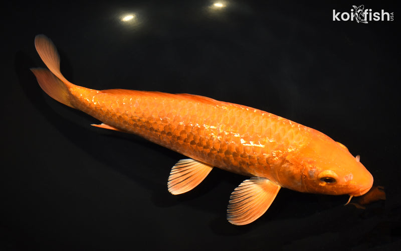 11.5" GINRIN  CHAGOI