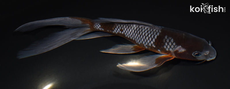 8.5" OCHIBA SHIGURE BUTTERFLY