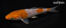 6.25" OCHIBA SHIGURE