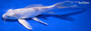 8" PLATINUM OGON BUTTERFLY
