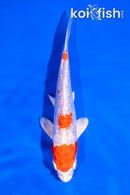 5.5" GINRIN HARIWAKE