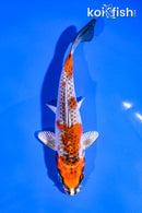5.5" KUJAKU