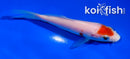 4.5" KOHAKU