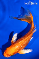 6" GINRIN ORENJI OGON BUTTERFLY