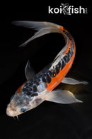 9" HI SHUSUI BUTTERFLY
