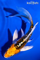 4.5" GINRIN ARAGOKE KUJAKU BUTTERFLY