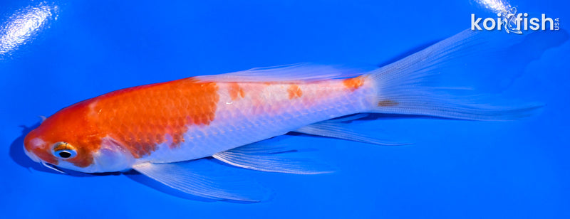 5.5" KOHAKU BUTTERFLY