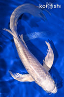 9.25" PLATINUM OGON BUTTERFLY