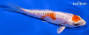 4.5" KIKUSUI