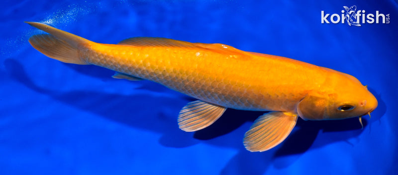 12" CHAGOI